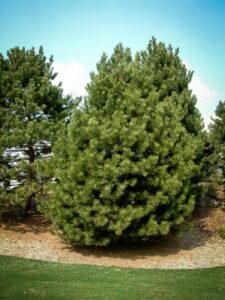 Сосна Чёрная (Pinus Nigra) купить по цене от 270.00р. в интернет-магазине «Посадика» с доставкой почтой в в Кушвае и по всей России – [изображение №1].