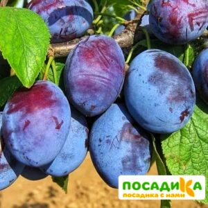 Слива Чачакская ранняя купить по цене от 229.00р. в интернет-магазине «Посадика» с доставкой почтой в в Кушвае и по всей России – [изображение №1].