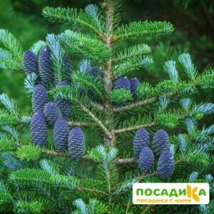 Пихта корейская (Abies koreana) купить по цене от 450.00р. в интернет-магазине «Посадика» с доставкой почтой в в Кушвае и по всей России – [изображение №1].