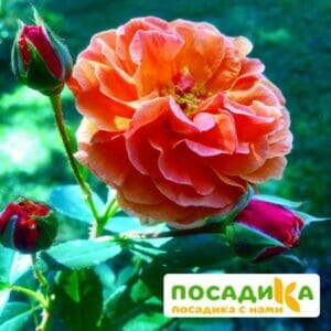 Роза Арабия купить по цене от 350.00р. в интернет-магазине «Посадика» с доставкой почтой в в Кушвае и по всей России – [изображение №1].