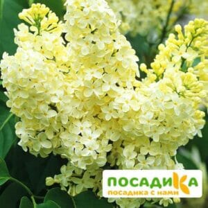 Сирень Примроуз (Primrose) купить по цене от 529.00р. в интернет-магазине «Посадика» с доставкой почтой в в Кушвае и по всей России – [изображение №1].