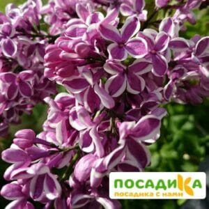 Сирень Сенсация купить по цене от 529.00р. в интернет-магазине «Посадика» с доставкой почтой в в Кушвае и по всей России – [изображение №1].