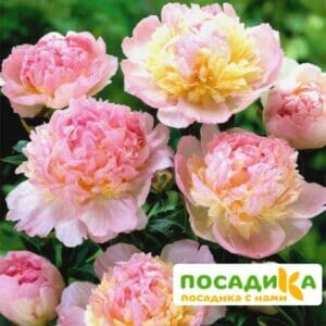 Пион Распберри Сандей (Paeonia Raspberry Sundae) купить по цене от 959р. в интернет-магазине «Посадика» с доставкой почтой в в Кушвае и по всей России – [изображение №1].