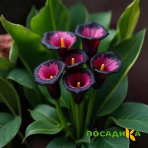 Калла Аура Лейс купить по цене от 400р. в интернет-магазине «Посадика» с доставкой почтой в в Кушвае и по всей России – [изображение №1].