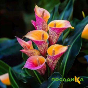 Калла Оникс купить по цене от 450р. в интернет-магазине «Посадика» с доставкой почтой в в Кушвае и по всей России – [изображение №1].