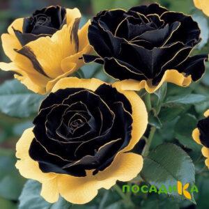 Роза Ханни Сикл купить по цене от 700р. в интернет-магазине «Посадика» с доставкой почтой в в Кушвае и по всей России – [изображение №1].