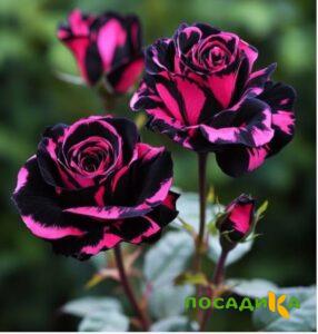 Роза Багровый Шепот купить по цене от 366р. в интернет-магазине «Посадика» с доставкой почтой в в Кушвае и по всей России – [изображение №1].