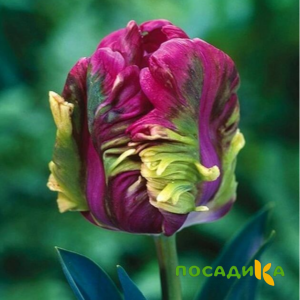 Тюльпан Экзотик Хэвен купить по цене от 186р. в интернет-магазине «Посадика» с доставкой почтой в в Кушвае и по всей России – [изображение №1].