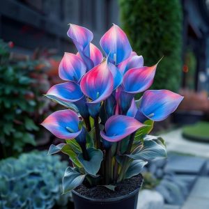 Калла Импрессия купить по цене от 590р. в интернет-магазине «Посадика» с доставкой почтой в в Кушвае и по всей России – [изображение №1].