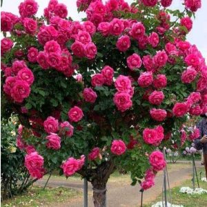 Роза Версаля купить по цене от 232р. в интернет-магазине «Посадика» с доставкой почтой в в Кушвае и по всей России – [изображение №1].