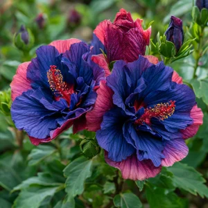 Гибискус Роуз Шайн купить по цене от 360р. в интернет-магазине «Посадика» с доставкой почтой в в Кушвае и по всей России – [изображение №1].