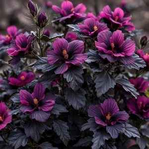 Гибискус Корал Чарм купить по цене от 271р. в интернет-магазине «Посадика» с доставкой почтой в в Кушвае и по всей России – [изображение №1].