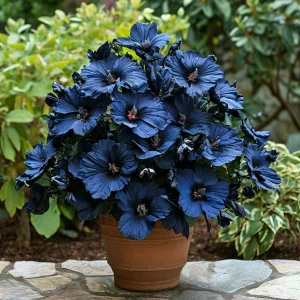 Гибискус Селестиал Флейм купить по цене от 326р. в интернет-магазине «Посадика» с доставкой почтой в в Кушвае и по всей России – [изображение №1].