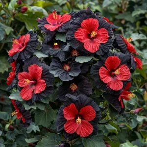 Гибискус Шиммеринг купить по цене от 720р. в интернет-магазине «Посадика» с доставкой почтой в в Кушвае и по всей России – [изображение №1].