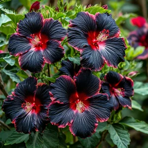 Гибискус садовый Файер Дэнсер купить по цене от 450р. в интернет-магазине «Посадика» с доставкой почтой в в Кушвае и по всей России – [изображение №1].